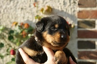 CHIOT noir et feu collier rouge et blanc